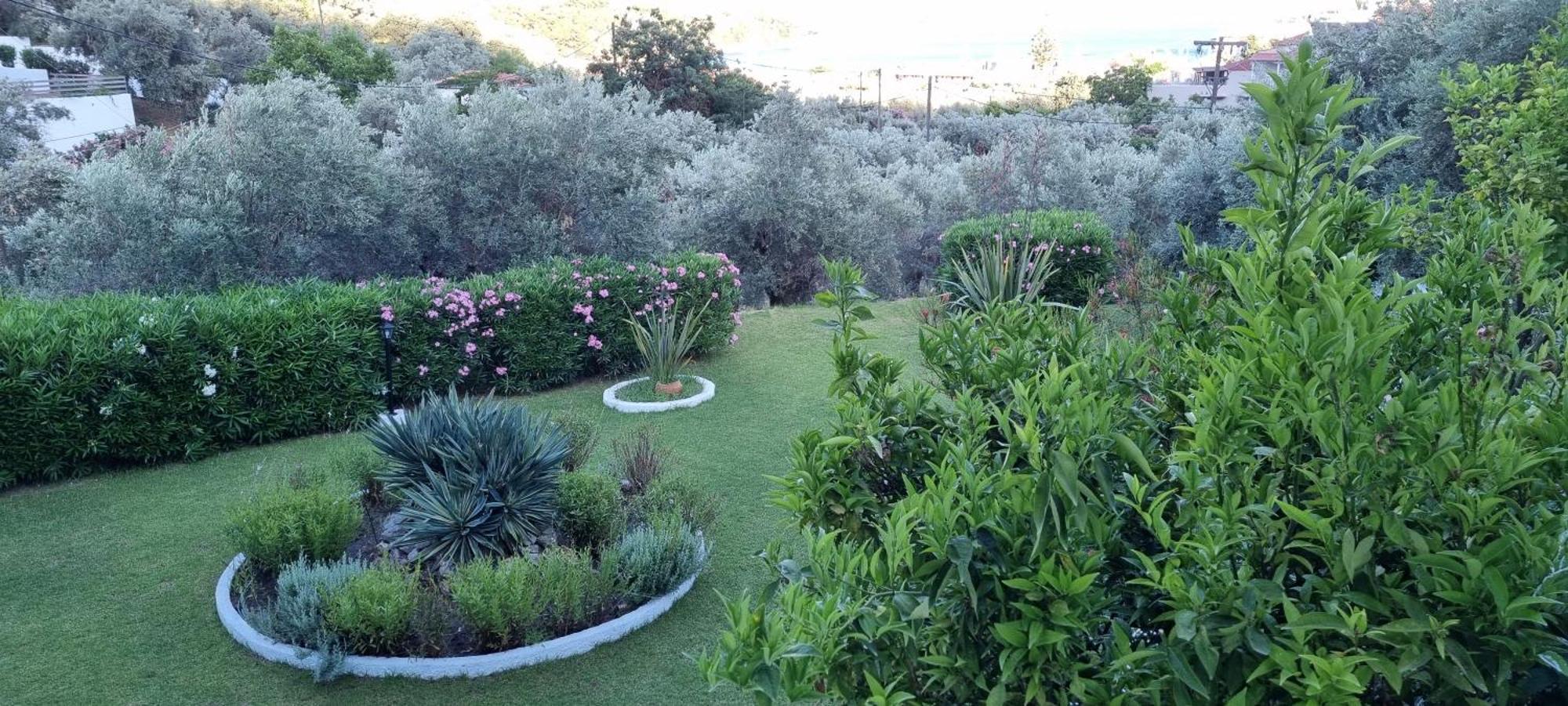 Olive Grove Studios Megali Ammos  Exteriér fotografie