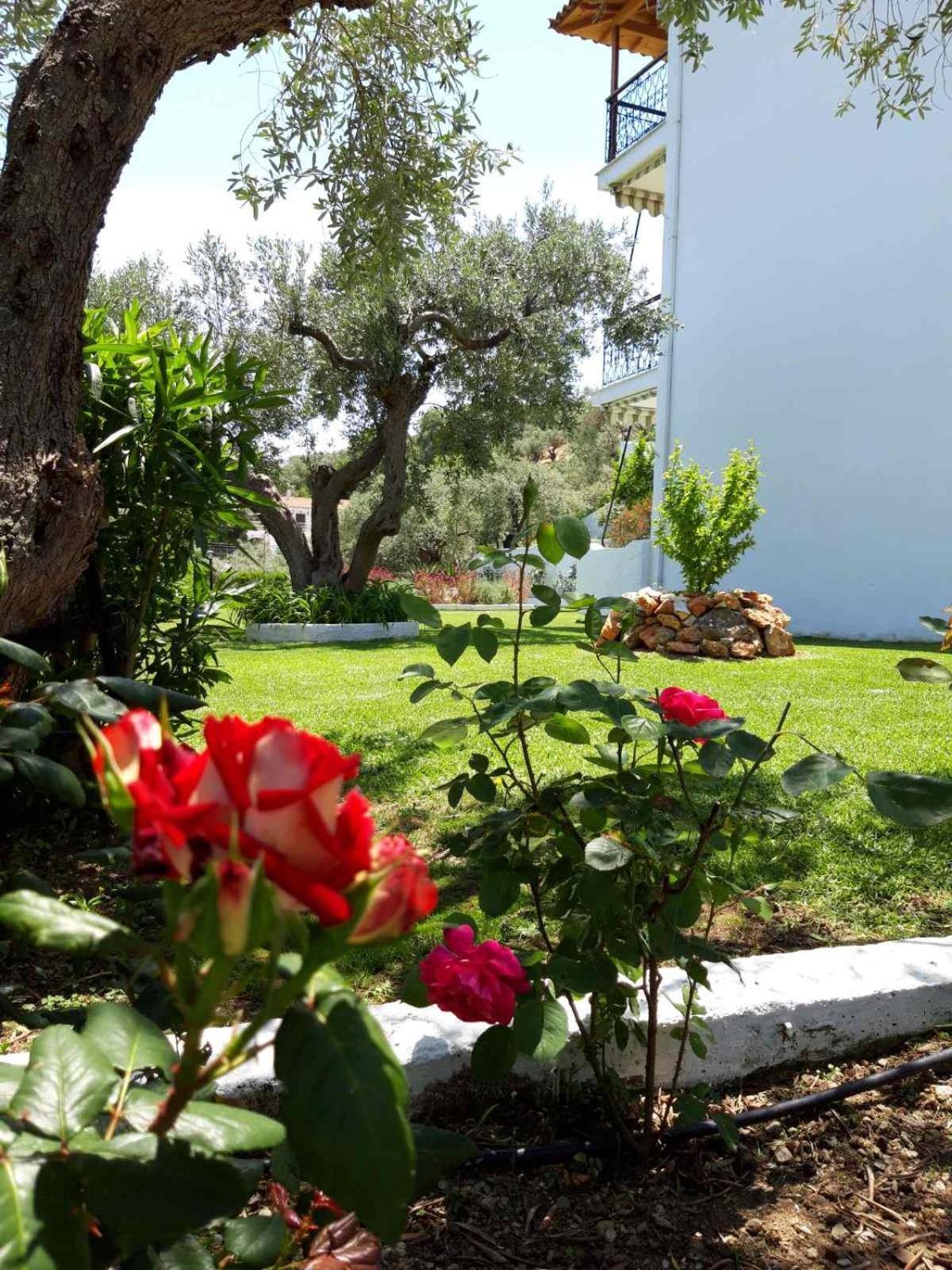 Olive Grove Studios Megali Ammos  Exteriér fotografie