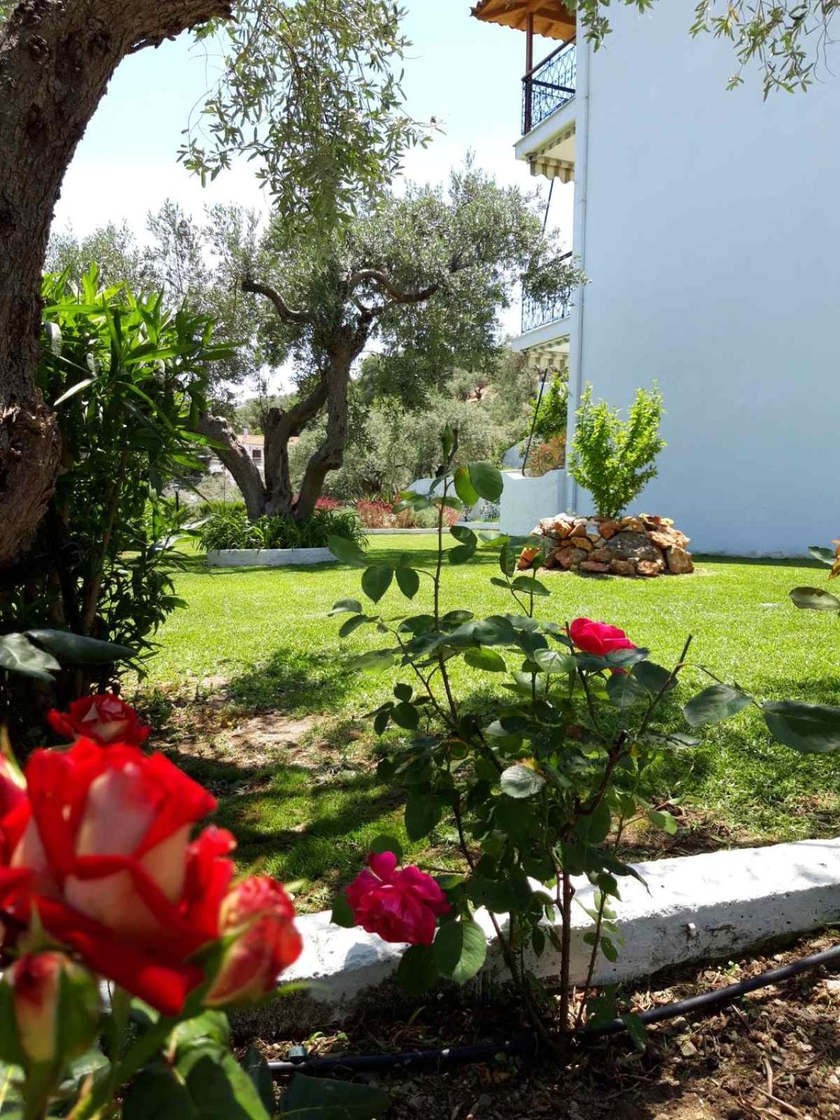 Olive Grove Studios Megali Ammos  Exteriér fotografie